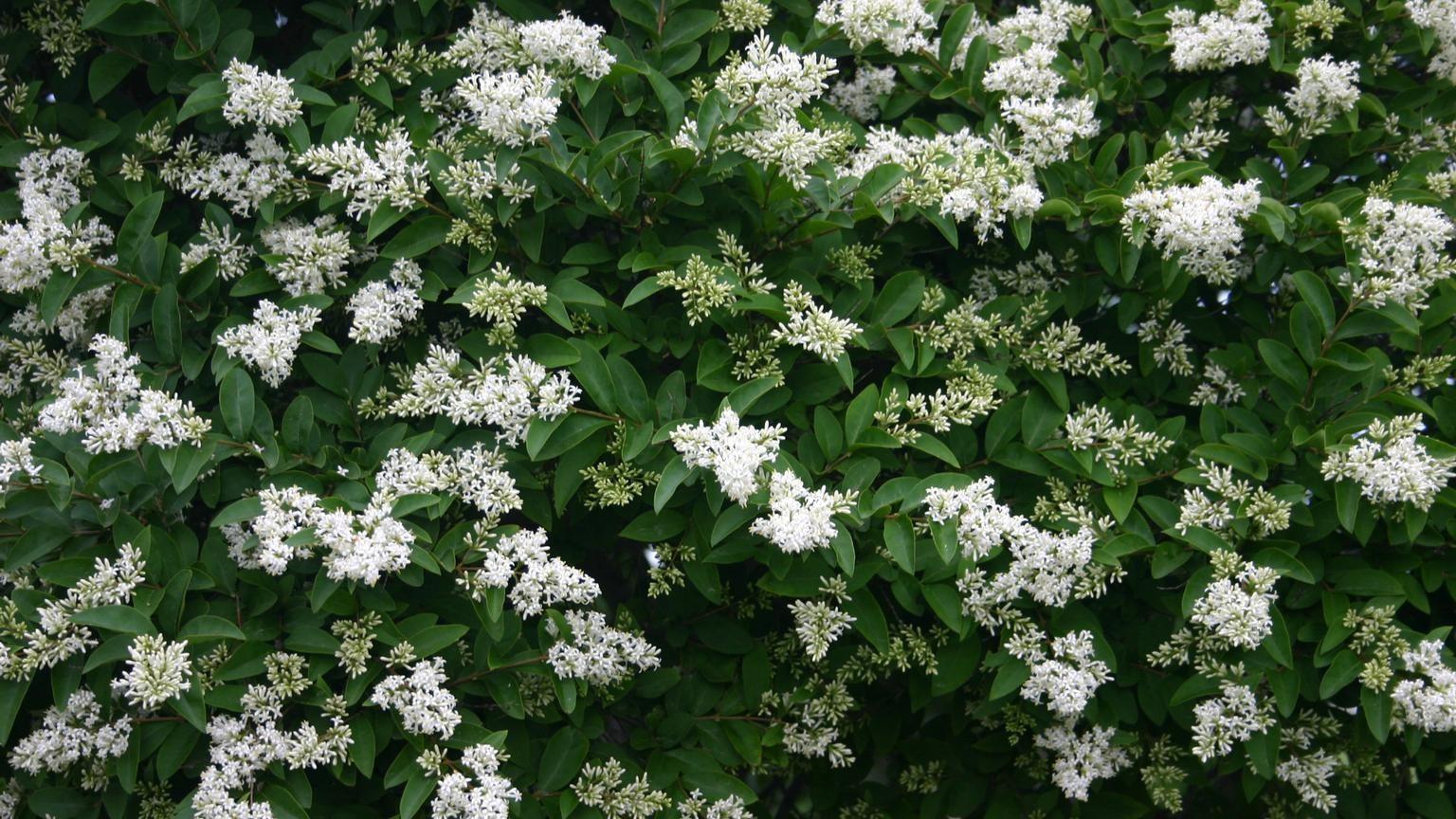 Numerous white flower clusters on the branch tips of a privet shrub.