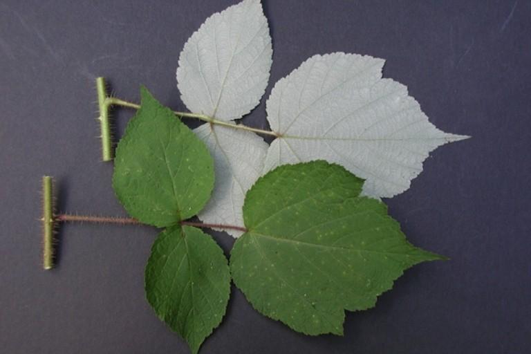 Comparison of upper (green) and lower (silvery-white) wineberry leaf colors.
