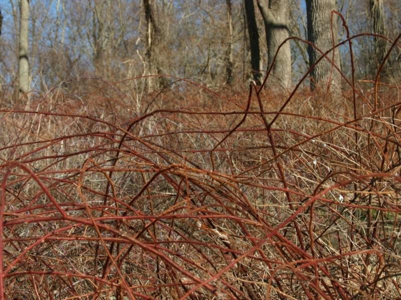 Arched wineberry stems in winter, forming a thicket of red, prickly growth.