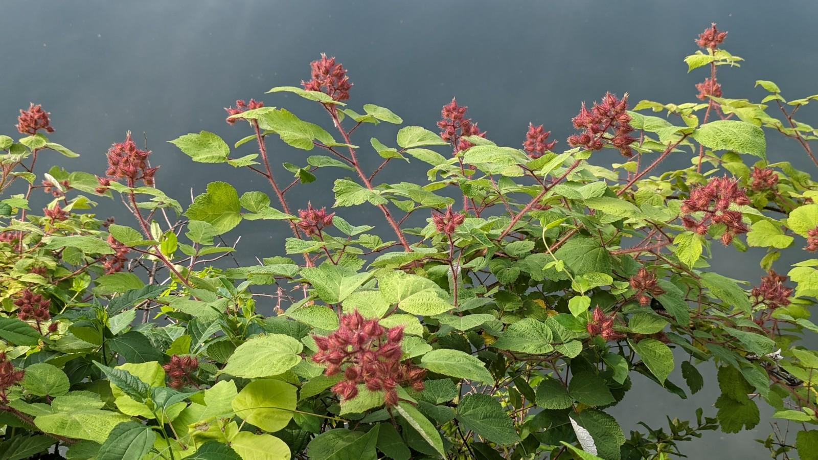Arching wineberry stems with red bristle-covered flower buds.