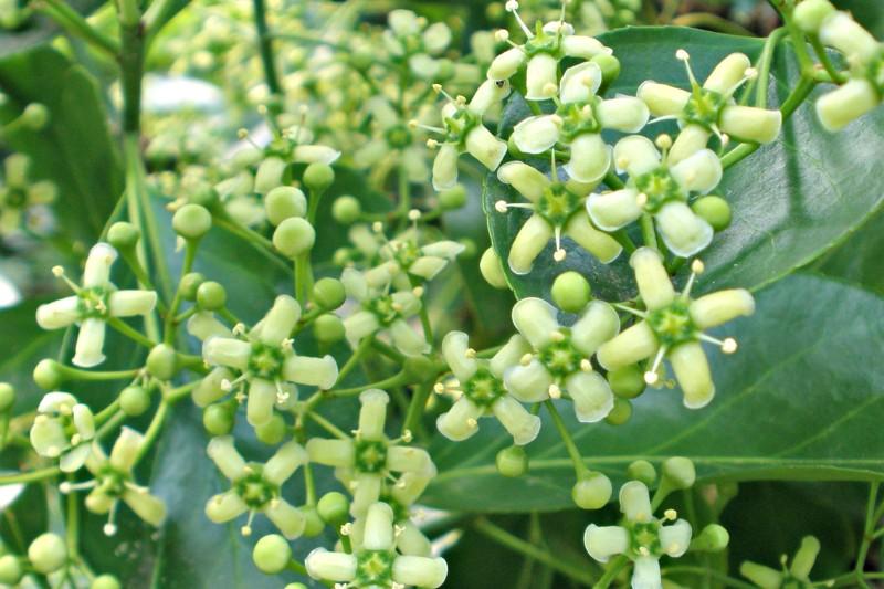 Clusters of small pale green wintercreeper euonymus flowers with four petals.