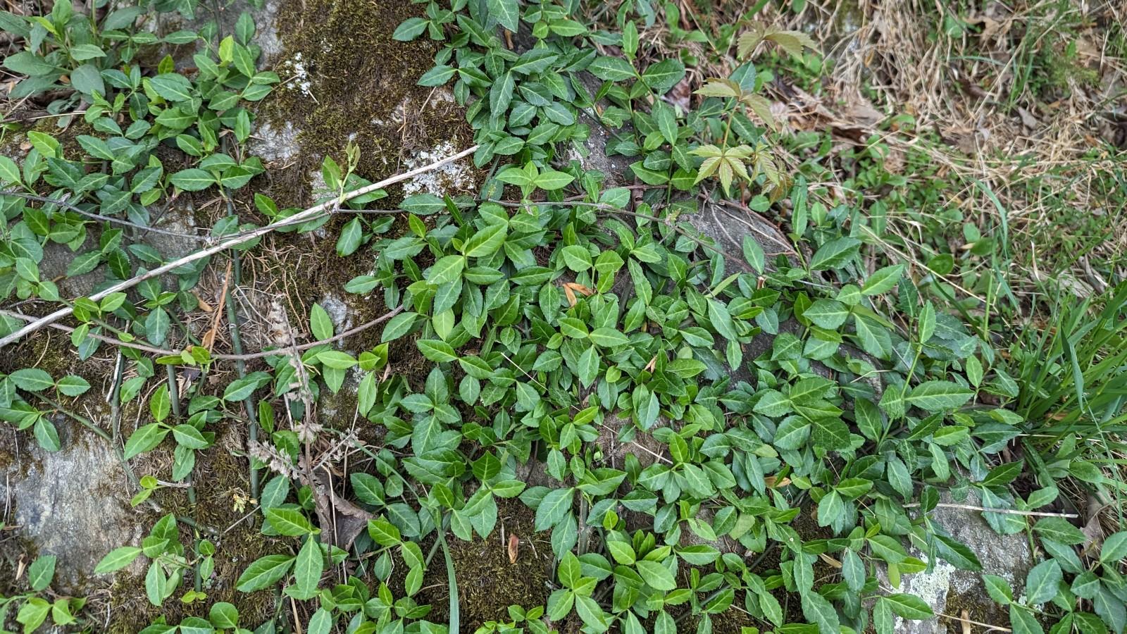 Tangle of ground-covering wintercreeper euonymus stems.