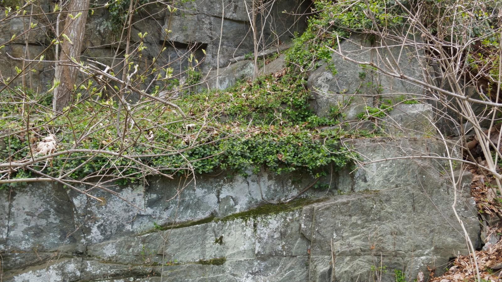 Dense carpet of winter creeper growth covering rock ledges in wooded habitat.