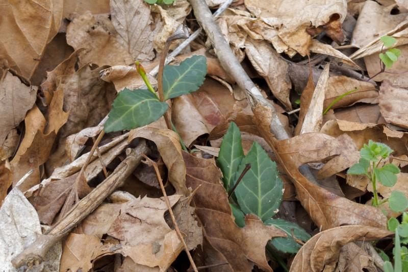 Winter creeper stems emerging from forest floor leaf litter.