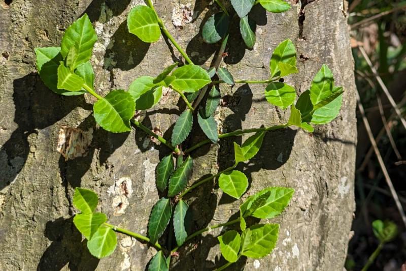 Light green (young) and deeper green (older) foliage on a climbing stem of winter creeper.