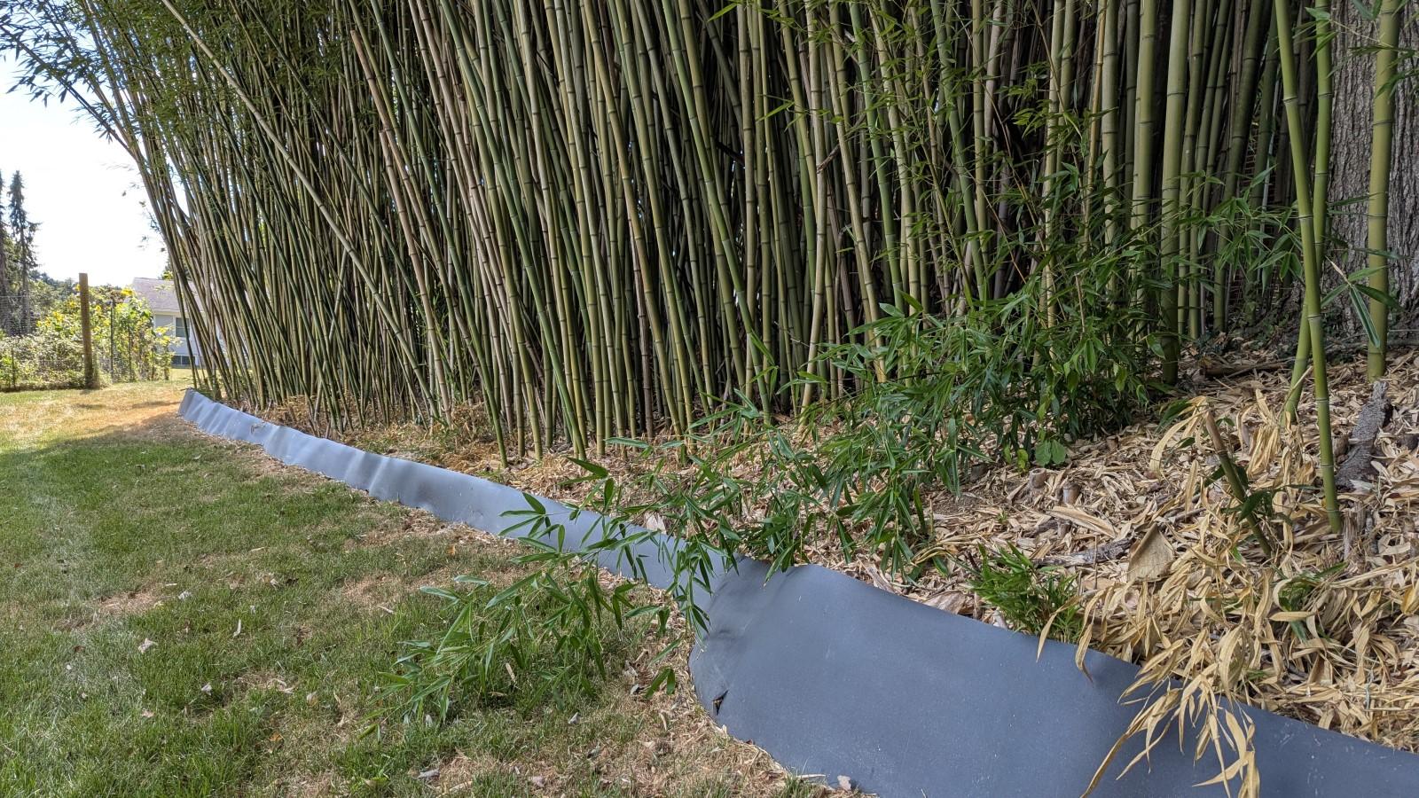 Plastic containment barrier visible above the soil installed around a dense patch of bamboo.
