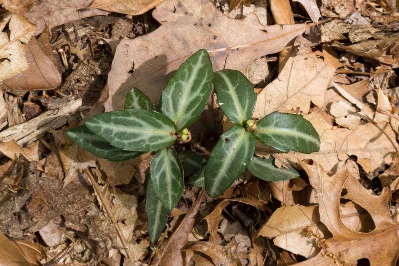 Spotted wintergreen growing just above a forest floor leaf litter layer.