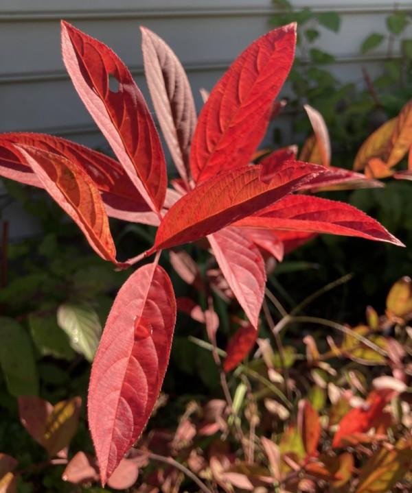 Glowing red autumn foliage on the native shrub Virginia sweetspire.