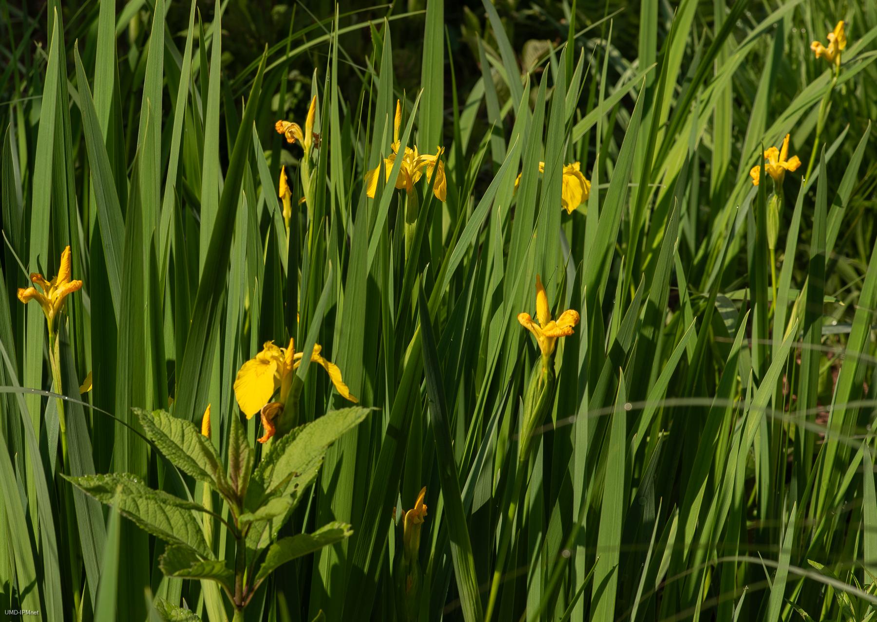 Iris pseudacorus-yellow flag-on Maryland invasive list
