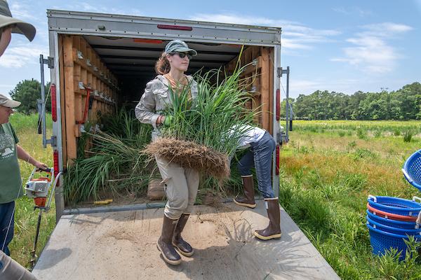 Researcher holding a spartina species 