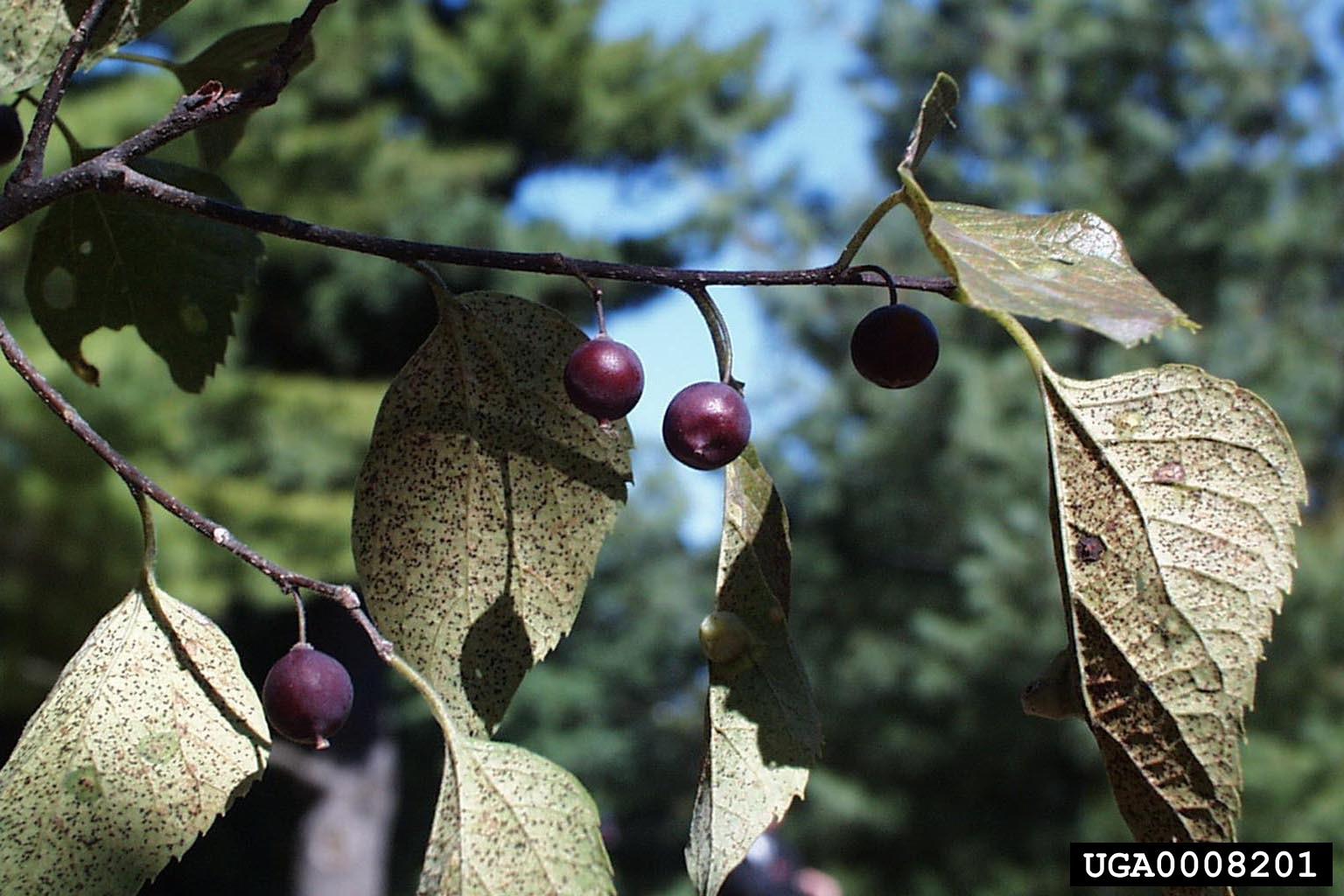 The fruit from common hackberry trees is edible and can be ground into powders or made into jams (Photo Credit: Paul Wray, Iowa State University, Bugwood.org).