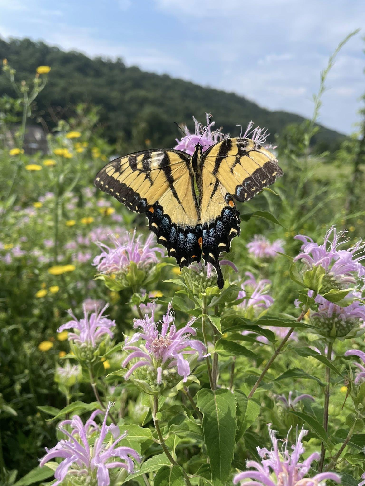Allegany County Butterfly on purple flower