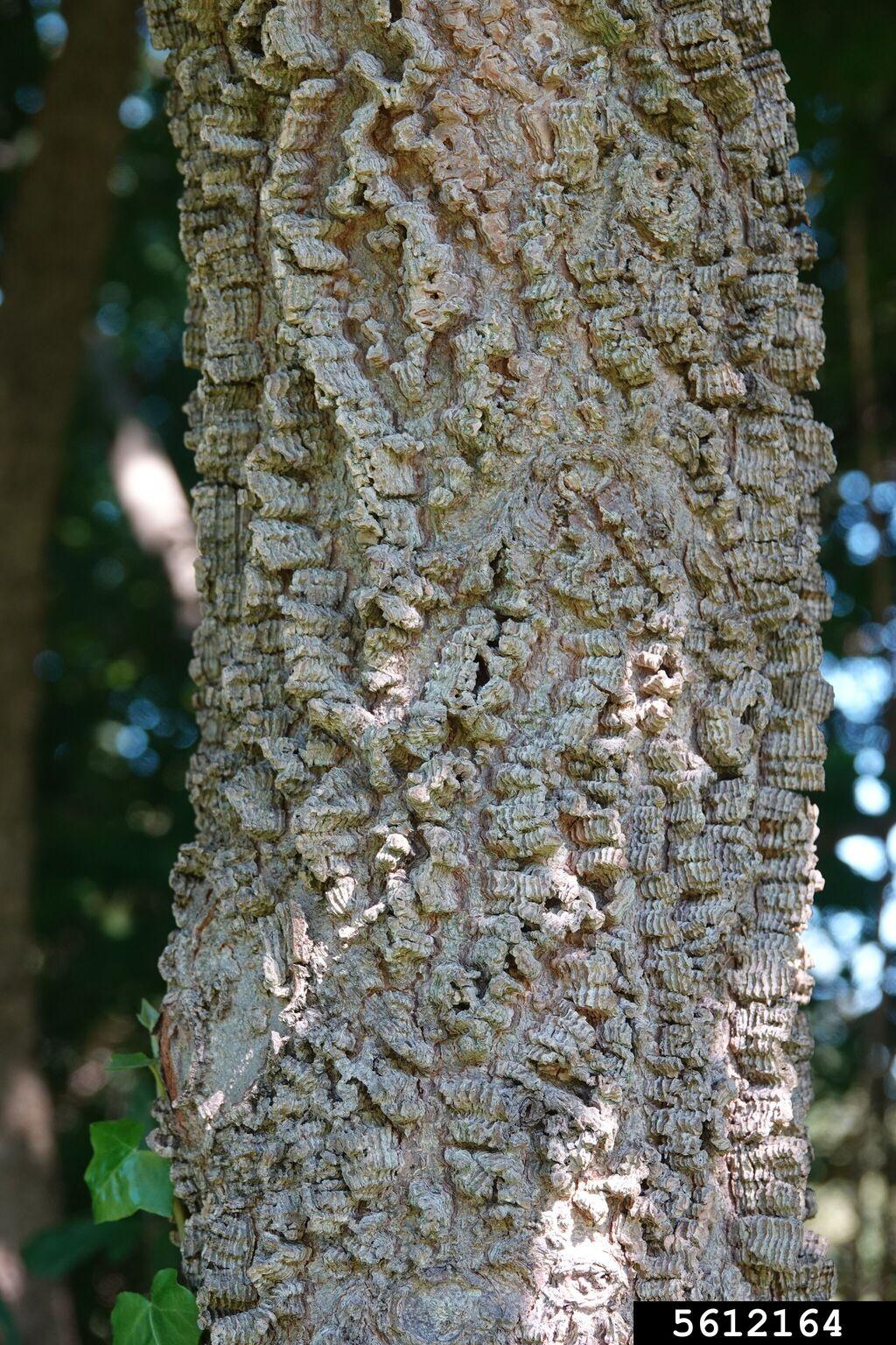 The warty bark of a common hackberry makes it easy to identify and recognize this tree (Photo credit: Rebekah D. Wallace, University of Georgia, Bugwood.org)