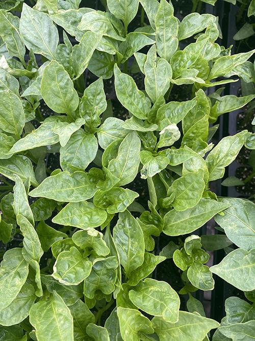 Pepper seedlings showing early thrips damage.
