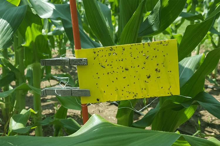 A yellow sticky pest trap covered with small insects is attached to a red stake and surrounded by green crops in farm field.