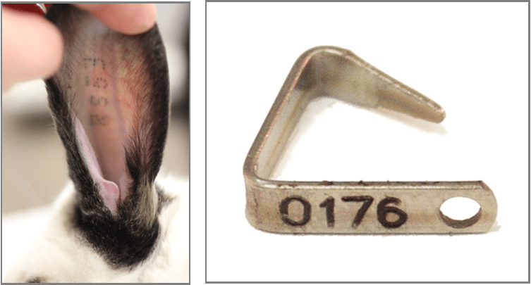 (Image on left) Close-up of a rabbit's ear being gently held open, revealing a tattoo with numbers and letters inside the ear. The fur is white with darker patches. (image on the right) A small, L-shaped metal bracket with "0176" engraved. It has a hole on one end.