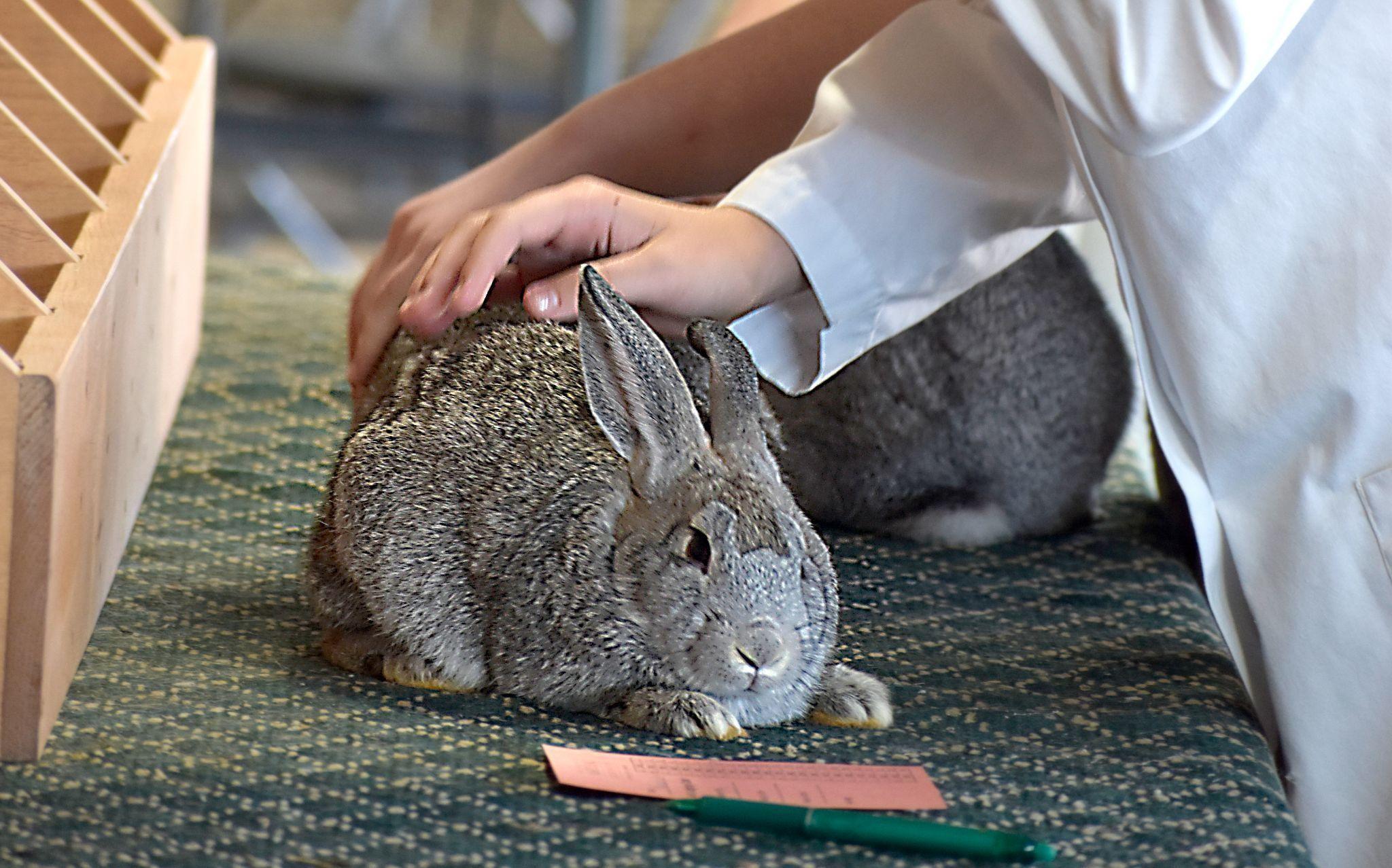 A person in a white coat gently pets a grey rabbit on a patterned table. Nearby are a wooden holder, a ruler, and a pen.