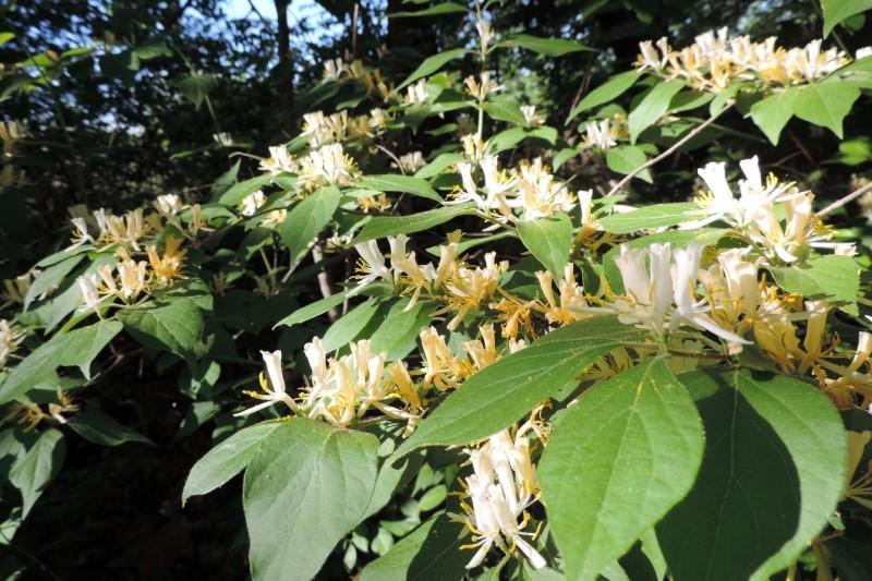 White (fresh) and yellow (aging) flared flowers on the branches of Amur honeysuckle.