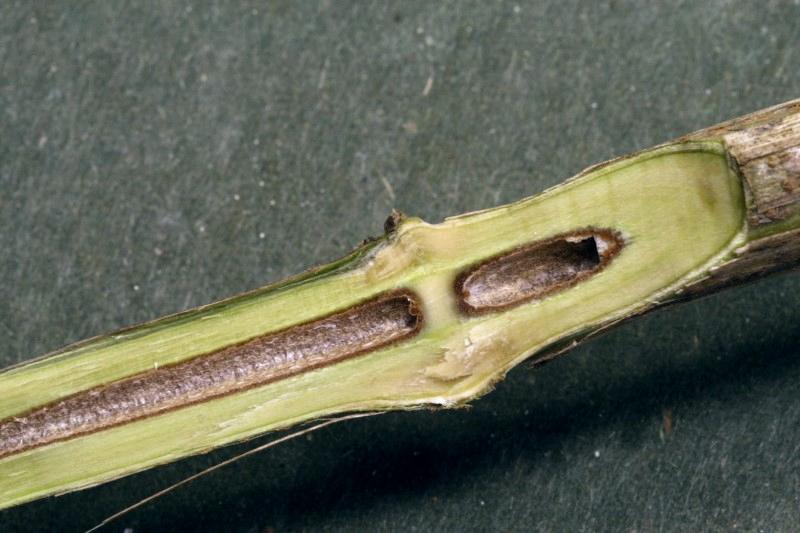Hollow pith (stem center) in a cross-section of an amur honeysuckle stem.
