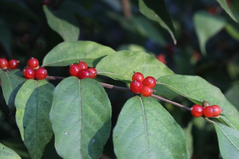 Red berries arranged in clusters of four along an amur honeysuckle branch.