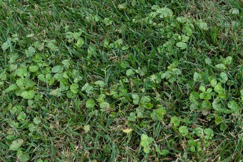 Running stems of ground ivy infesting a lawn.