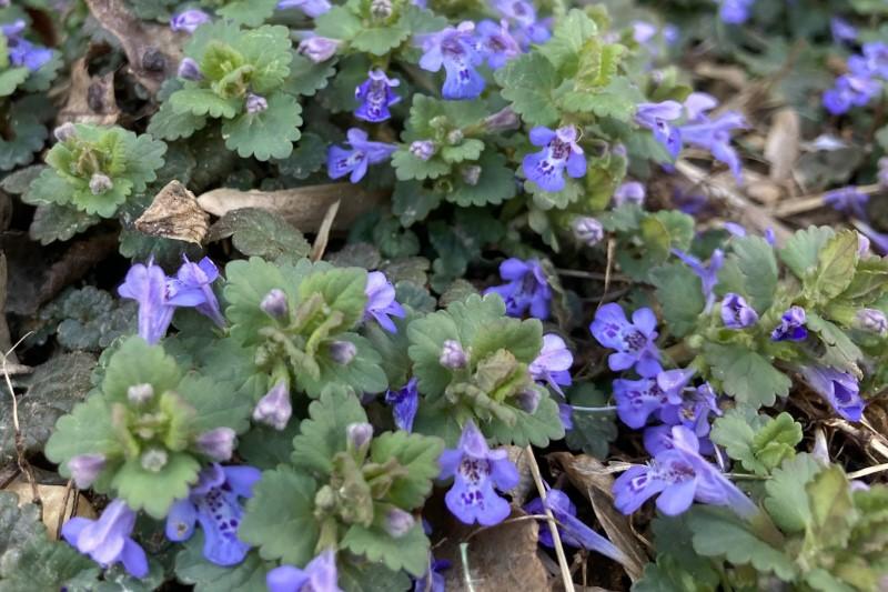 Deep blue-purple ground ivy flowers.