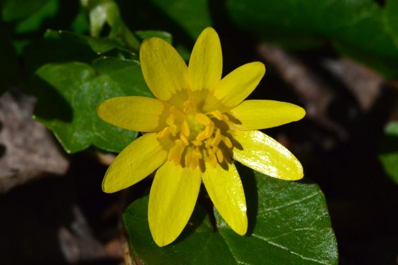 Waxy, daisy-shaped yellow lesser celandine flowers. The darker petal bases look water-soaked.