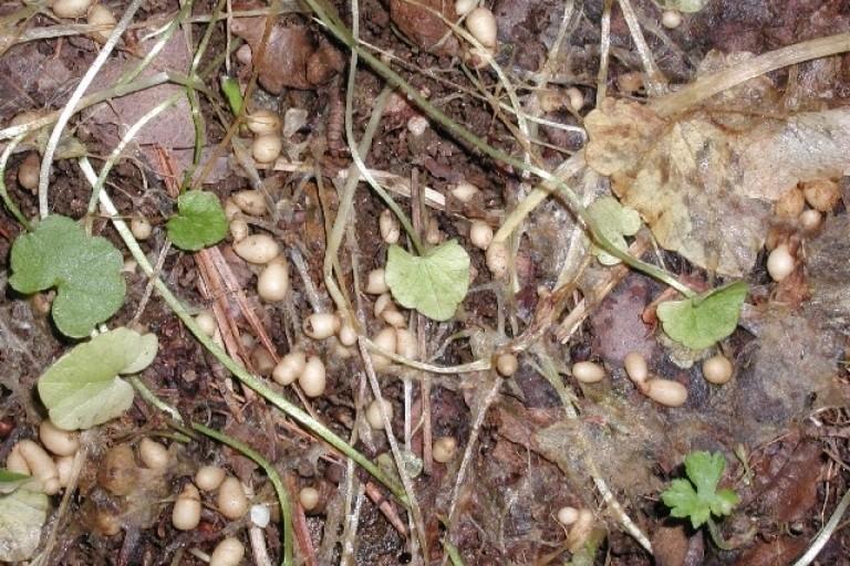 Dormant lesser celandine bulblets or small tubers near the soil surface.