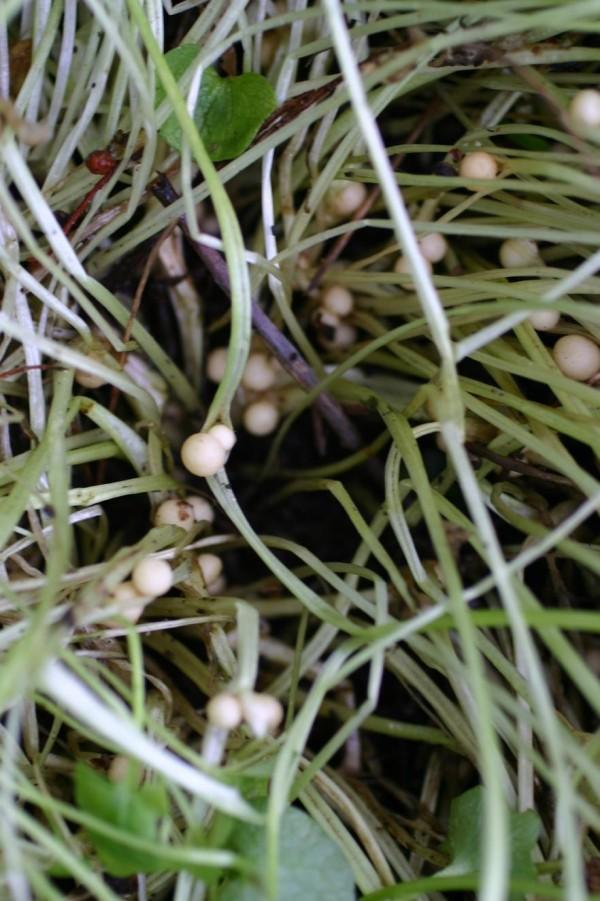 Rounded, pale brown bulblets revealed beneath the leaf bases on a clump of lesser celandine.