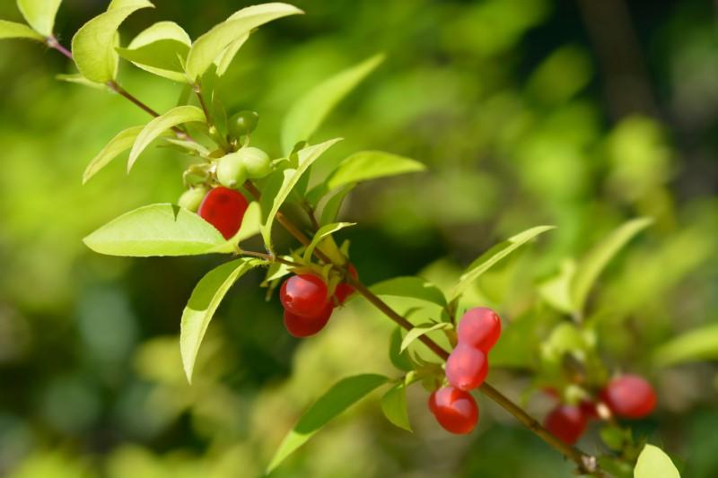Pinkish-red berries ripening on a winter honeysuckle branch.