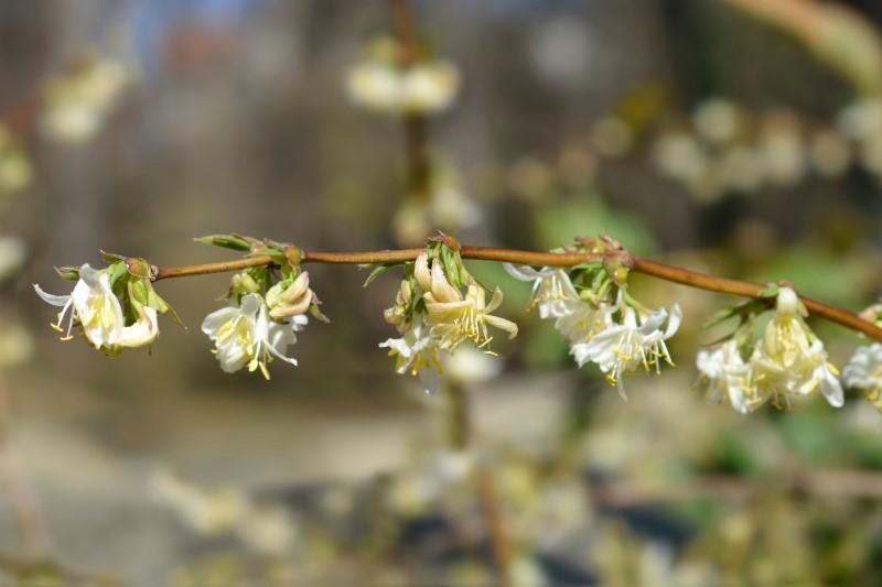Downward-facing white flowers on leafless winter honeysuckle stems.