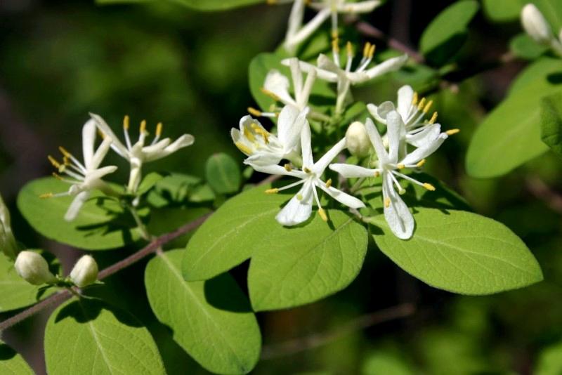 Flared white flowers lining a Morrow's honeysuckle branch.