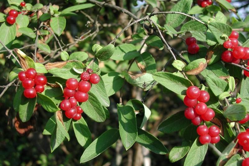 Clusters of red berries at the ends of Morrow's honeysuckle stems.