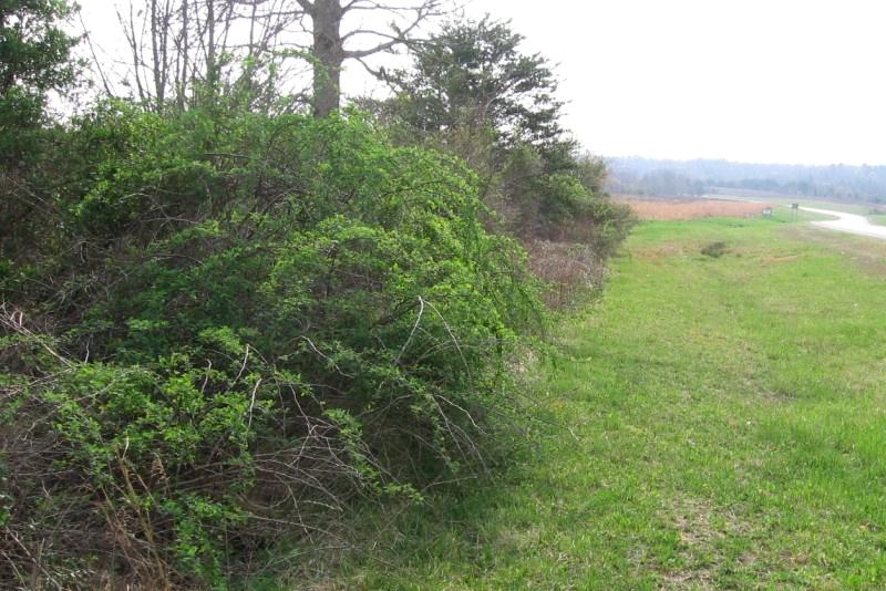 Arching branches forming a mounded shrub when multiflora rose has nothing to climb.