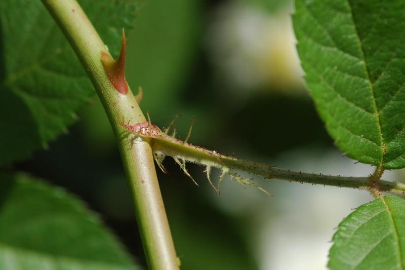 Flared, fringed base of the stalk (petiole) on multiflora rose leaves.