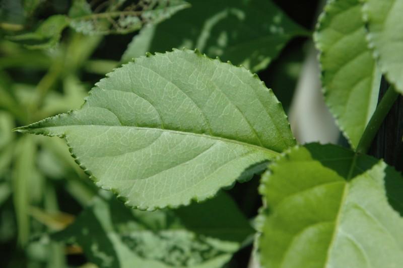 Oval-shaped Oriental bittersweet leaf with serrated edges and a pointed tip..