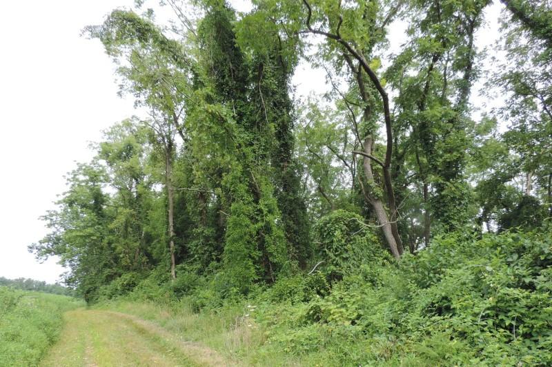Oriental bittersweet climbing into trees and smothering vegetation at a forest edge.