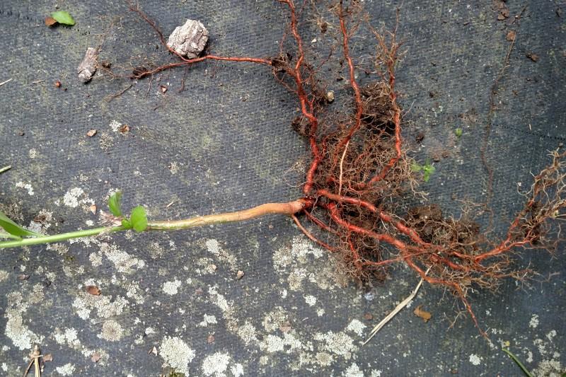 Reddish-orange roots on an uprooted young Oriental bittersweet plant placed on landscape fabric.
