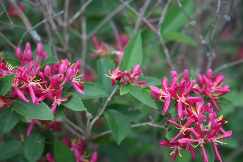 Deep pink flowers with flared petals on tatarian honeysuckle branches.