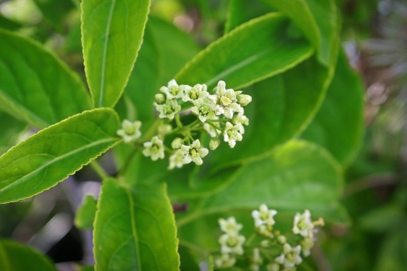 Clusters of numerous small greenish-white American bittersweet flowers.
