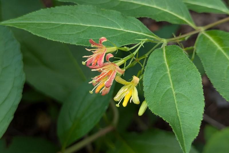 Yellow and red-orange flared flowers at the end of a bush honeysuckle branch.