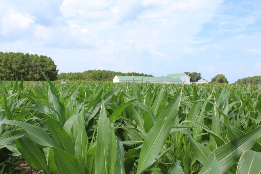 close up of a corn field