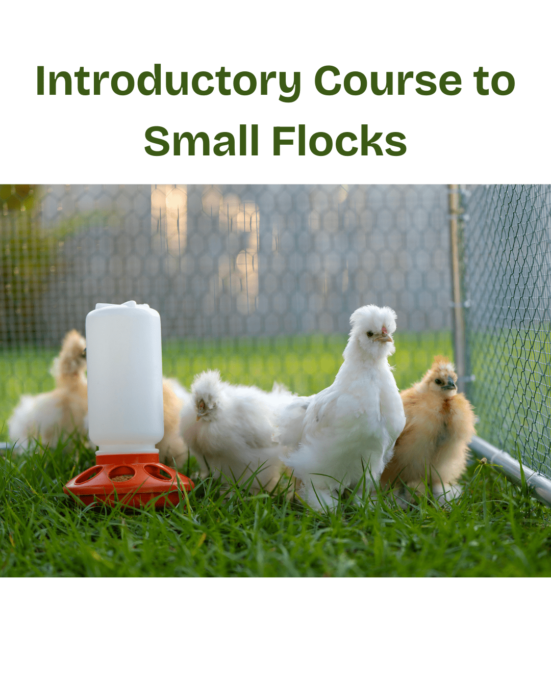 Introductory course for small flocks