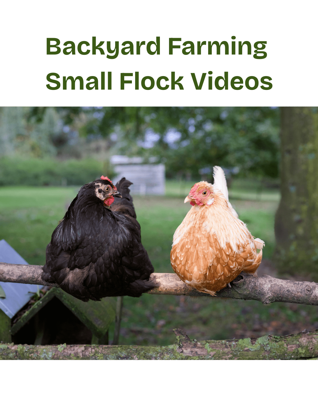 Backyard Farming Small Flock Videos