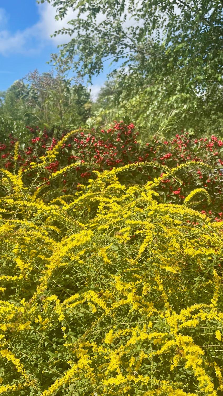 Baltimore Co. Fall Bay-Wise Garden Goldenrod & Winterberry.jpg