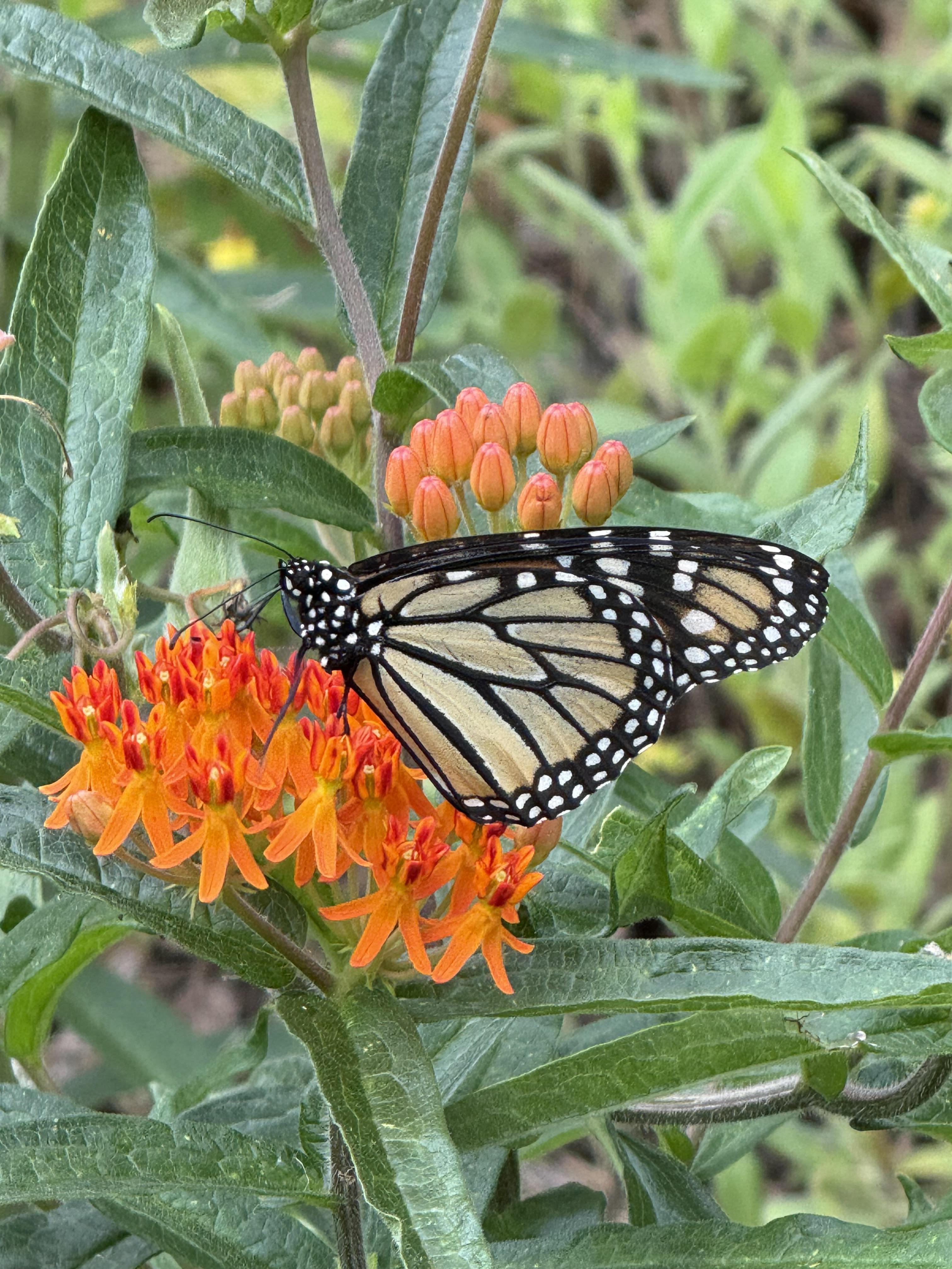 Butterfly Weed Monarch_Small-Lorenz.jpg