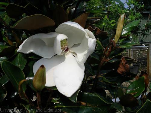 southern magnolia blossom