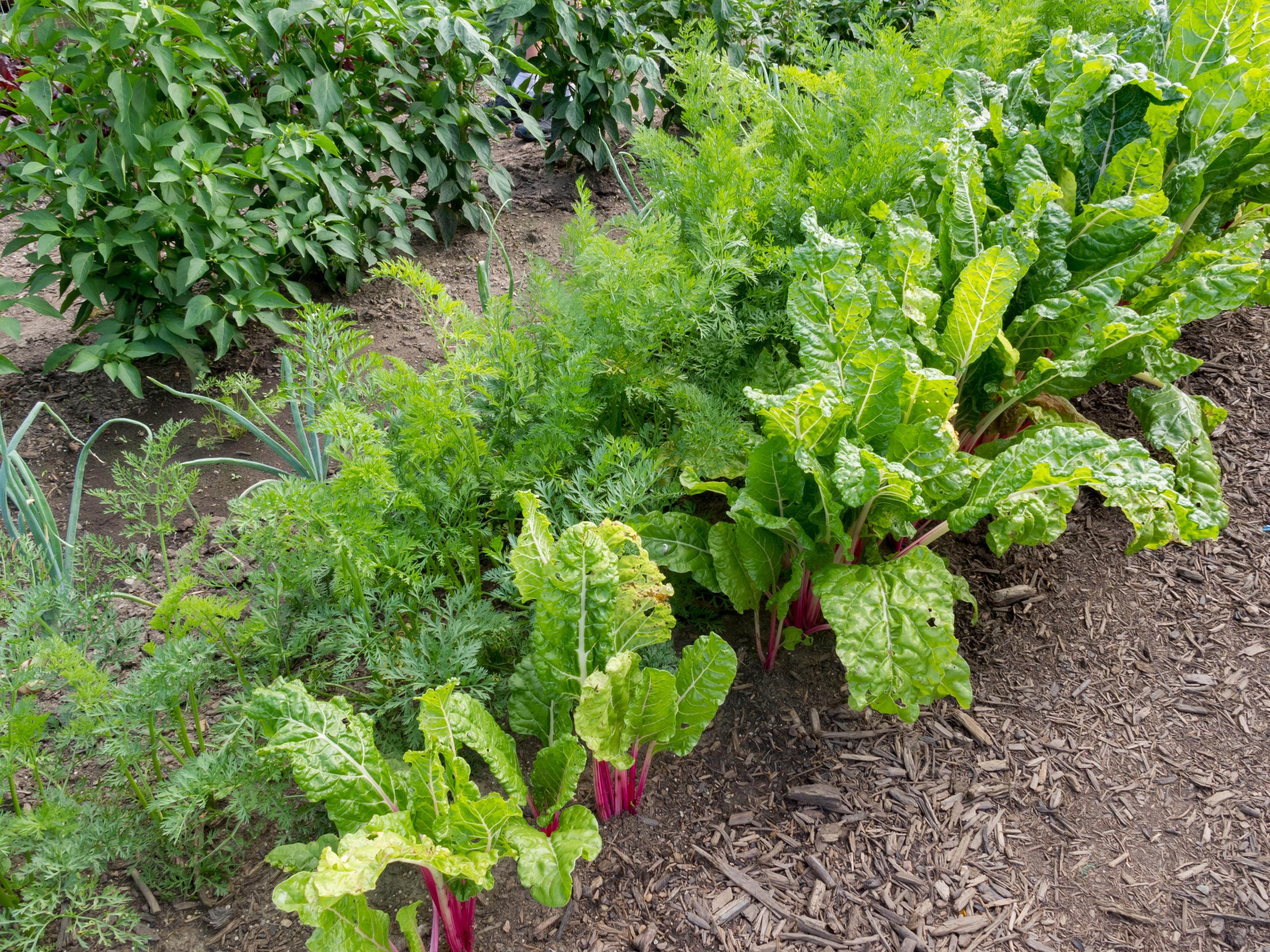 Kitchen garden