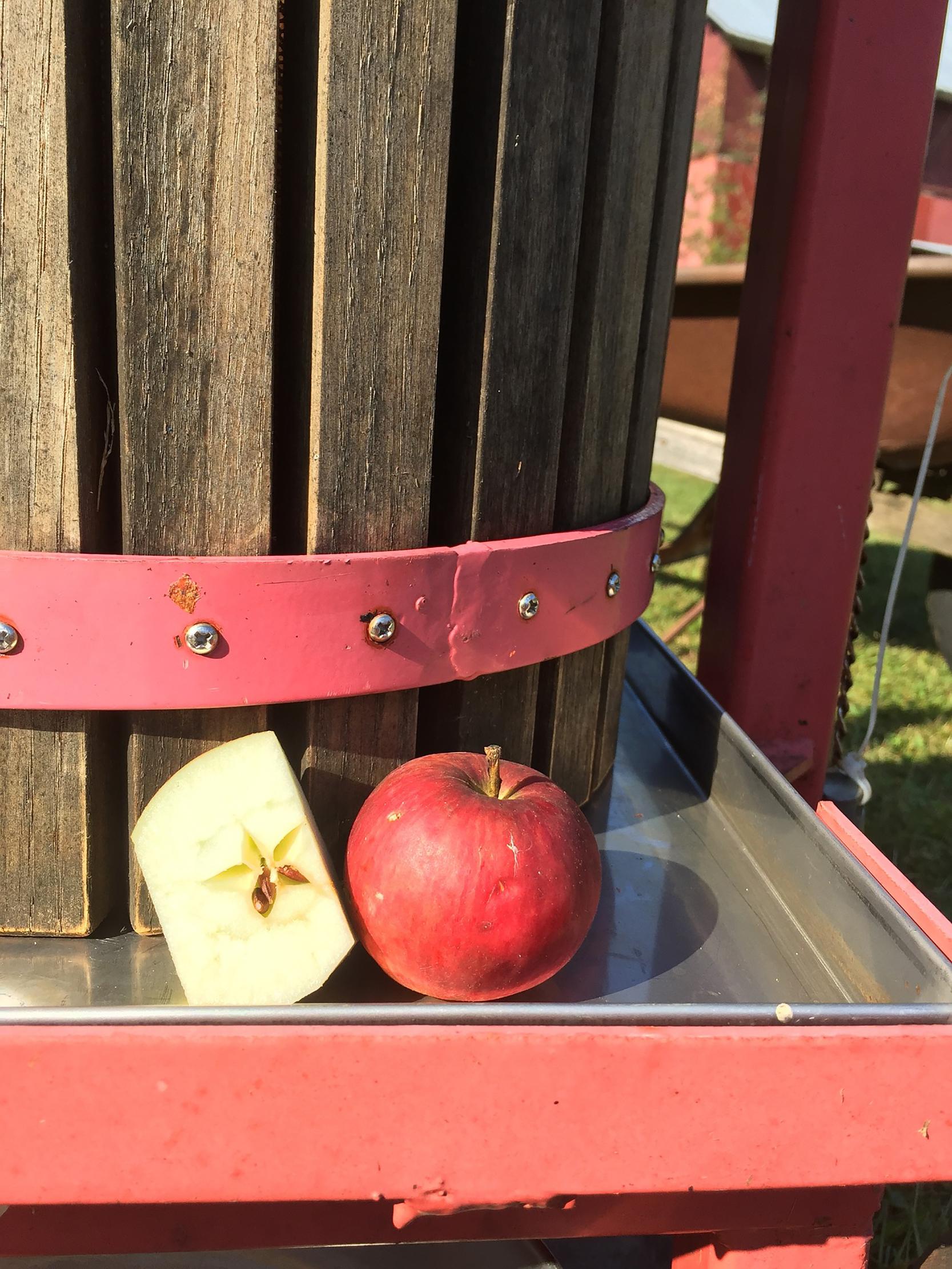 Apples for hard cider