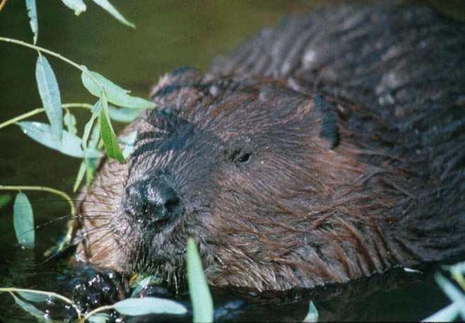 Beavers